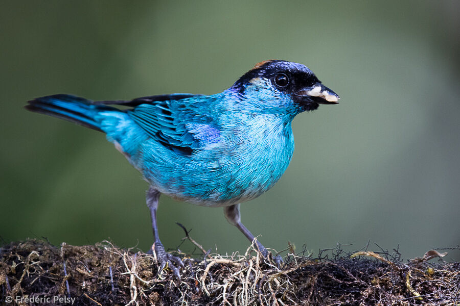 Golden-naped Tanager