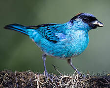 Golden-naped Tanager