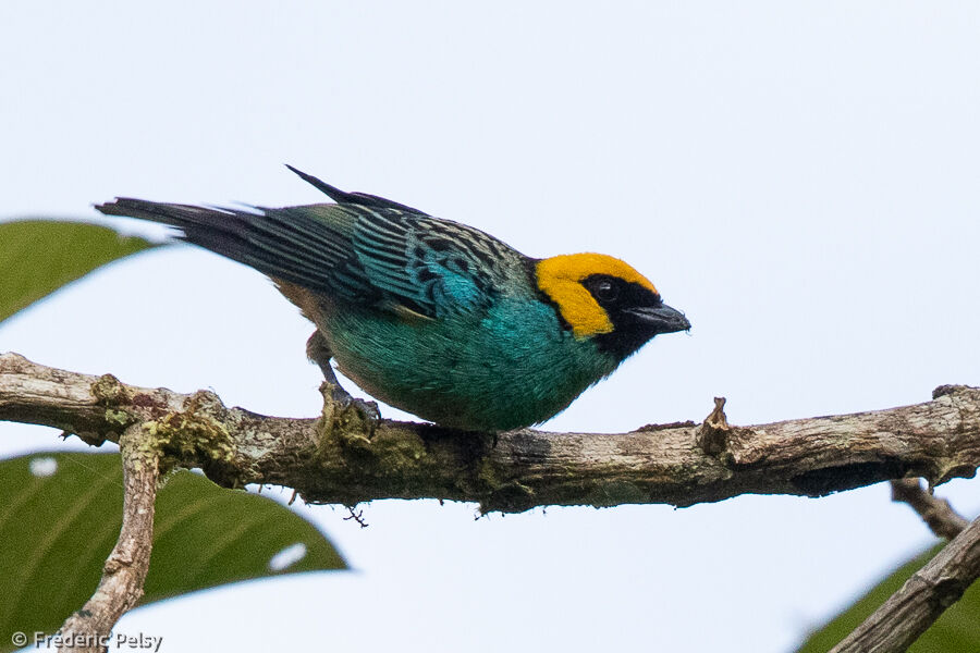 Saffron-crowned Tanager