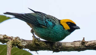 Saffron-crowned Tanager