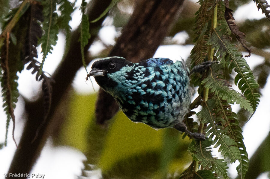 Beryl-spangled Tanager