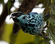 Beryl-spangled Tanager