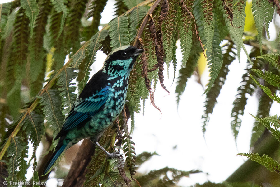 Beryl-spangled Tanager