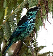 Beryl-spangled Tanager