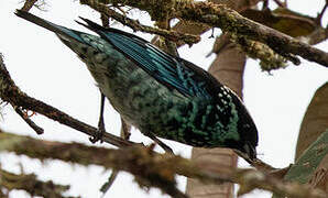 Beryl-spangled Tanager