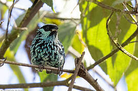 Beryl-spangled Tanager