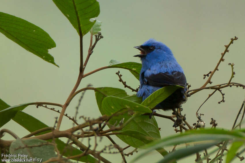 Calliste bleu et noiradulte, chant