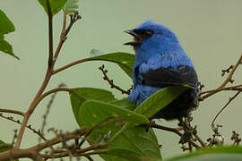 Blue-and-black Tanager