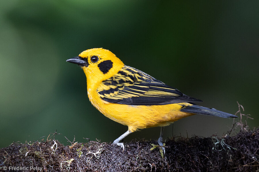 Golden Tanager