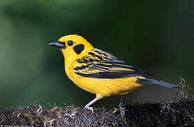 Golden Tanager