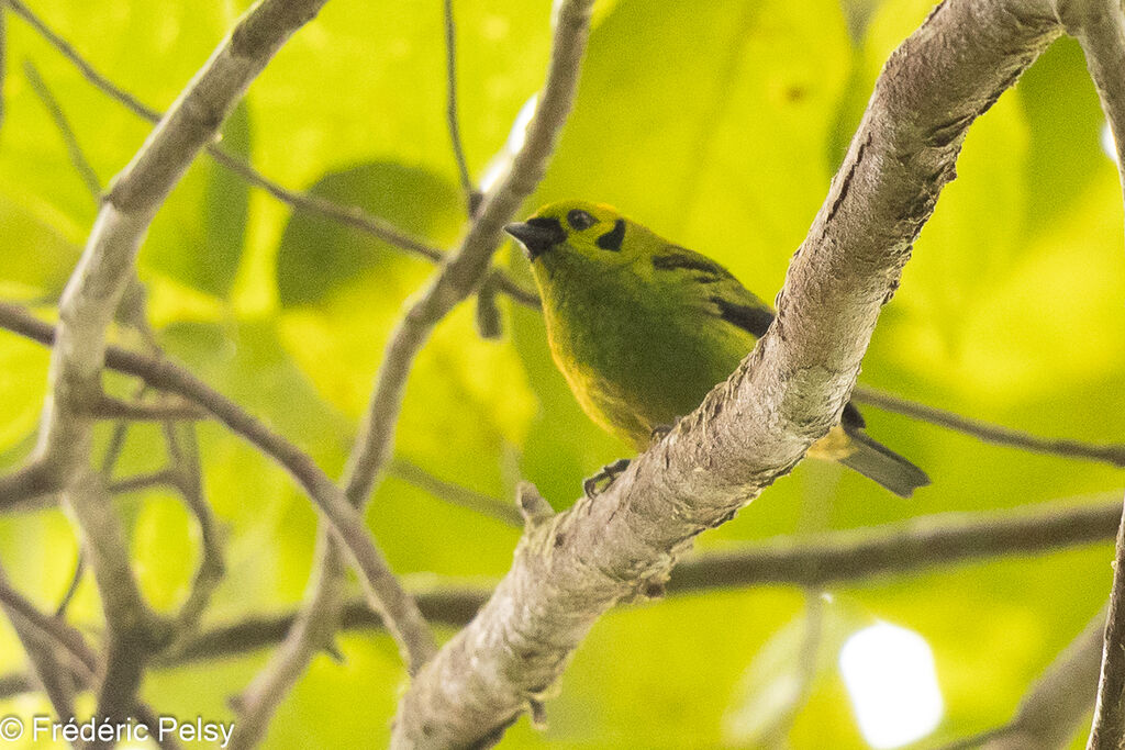 Emerald Tanager