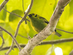 Emerald Tanager