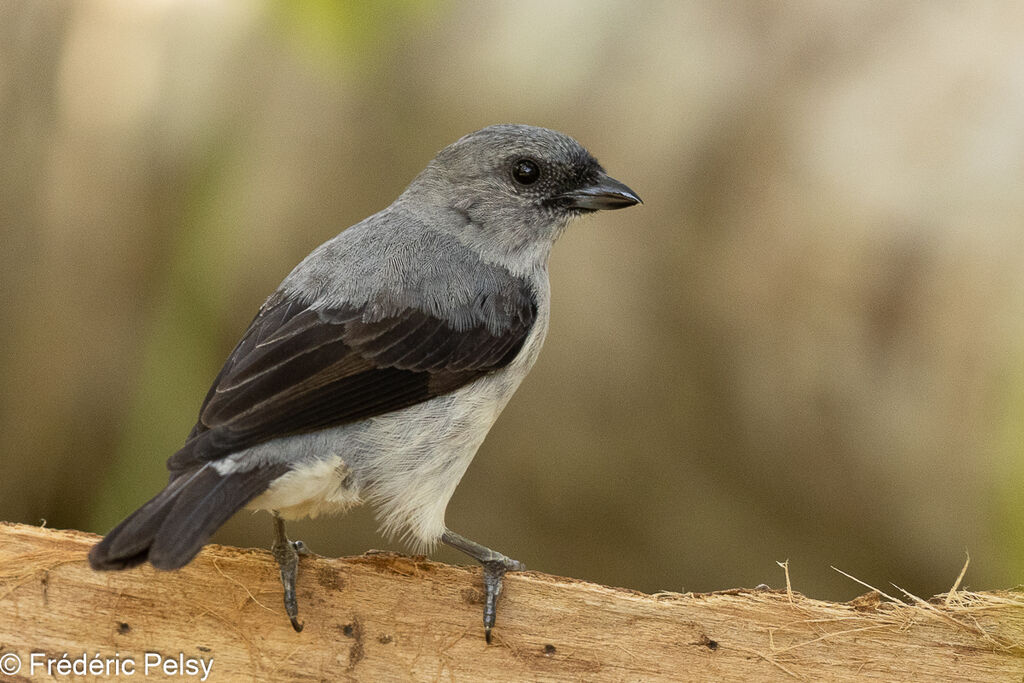 Plain-colored Tanager