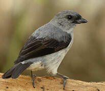 Plain-colored Tanager