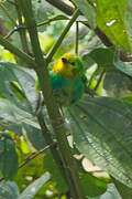 Multicolored Tanager