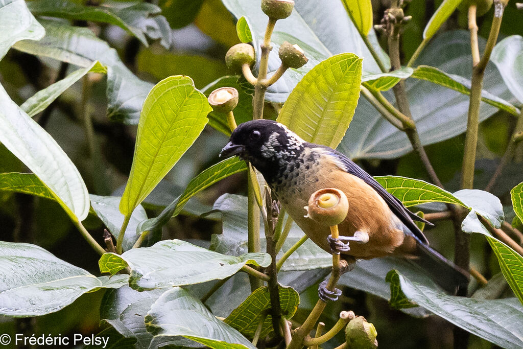 Spangle-cheeked Tanager