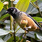 Calliste pailleté