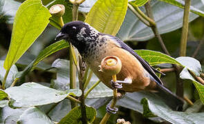 Spangle-cheeked Tanager