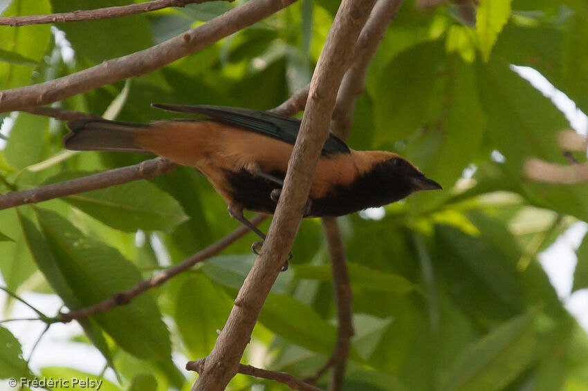 Burnished-buff Tanager