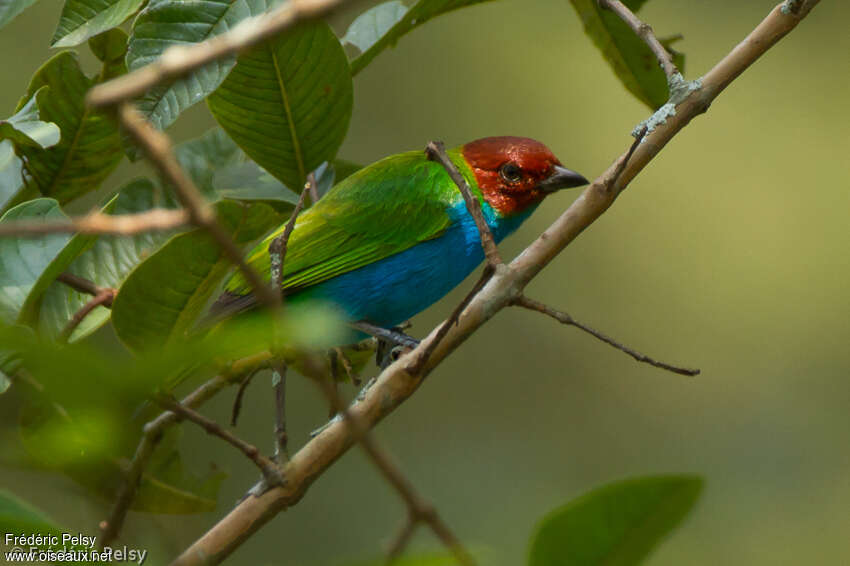 Calliste rouverdinadulte, identification