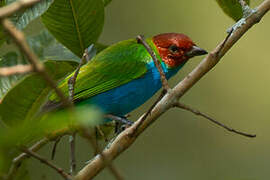 Bay-headed Tanager