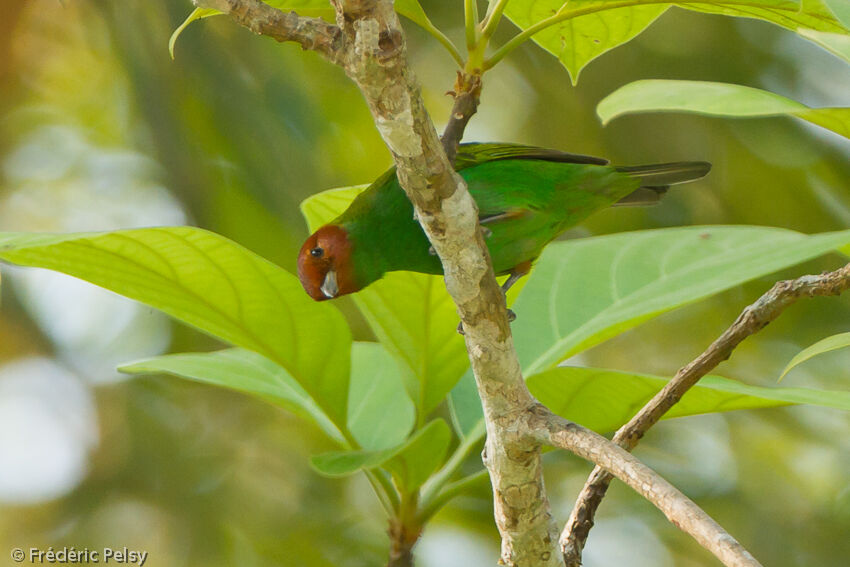 Bay-headed Tanageradult