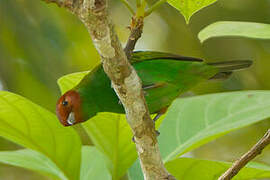 Bay-headed Tanager