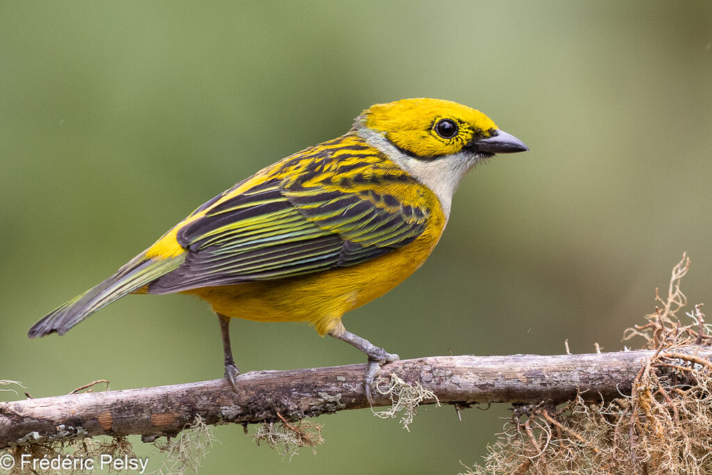 Silver-throated Tanager