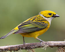 Silver-throated Tanager