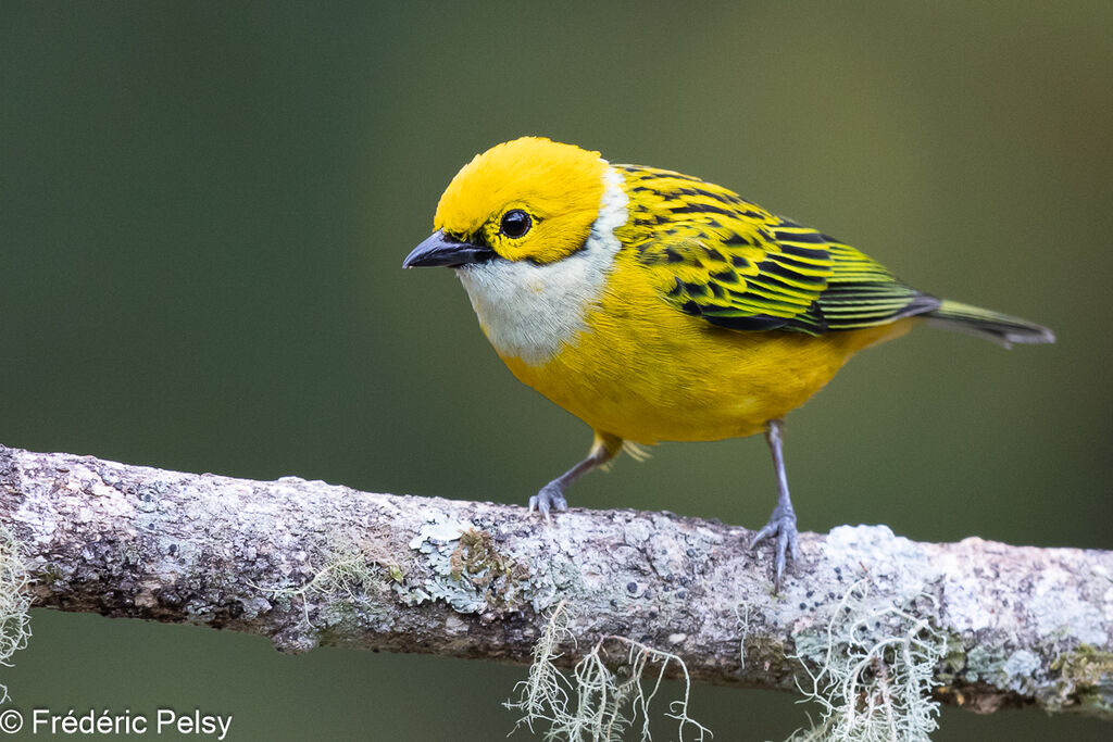 Silver-throated Tanager