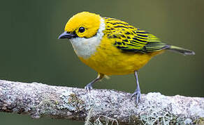 Silver-throated Tanager