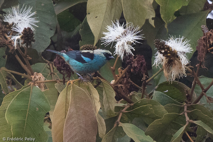 Metallic-green Tanager