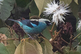 Metallic-green Tanager