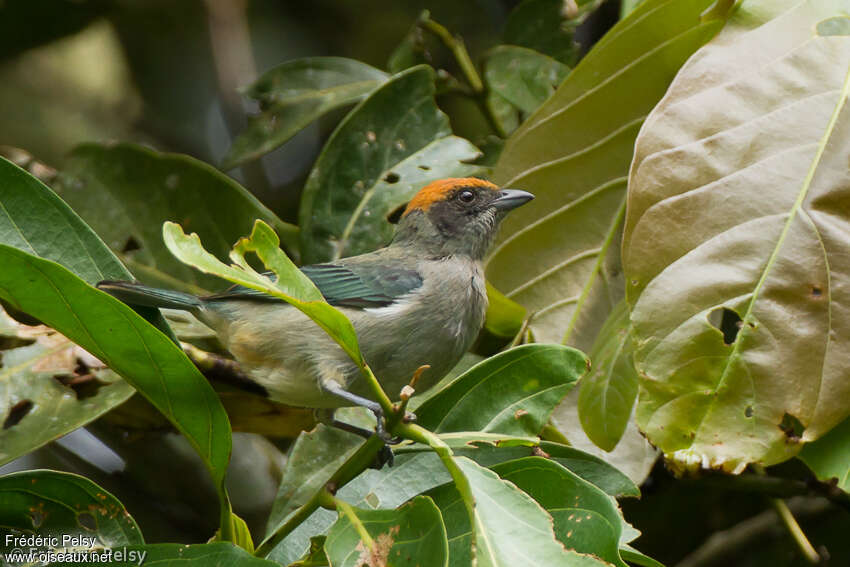 Scrub Tanageradult, habitat