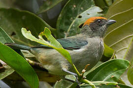 Scrub Tanager