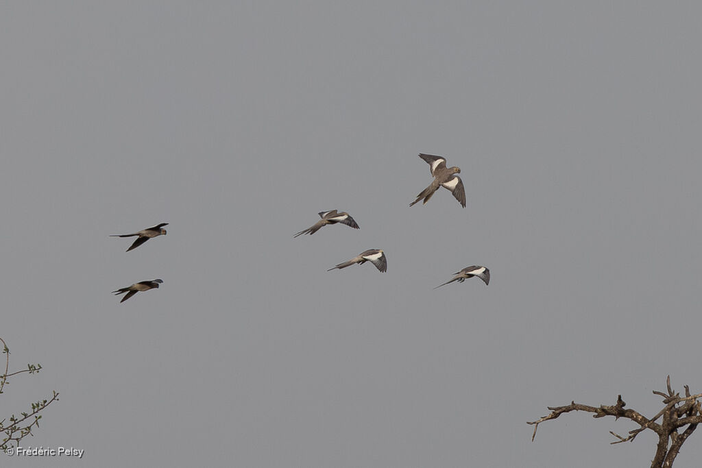 Calopsitte élégante