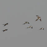 Calopsitte élégante