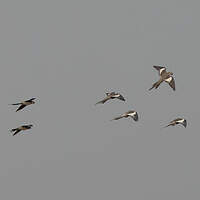 Calopsitte élégante