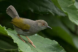 Grey-backed Camaroptera