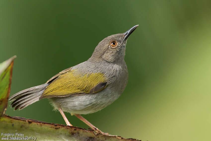 Camaroptère à dos grisadulte, identification