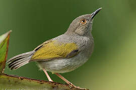 Grey-backed Camaroptera