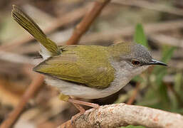 Green-backed Camaroptera