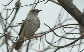 Stierling's Wren-Warbler