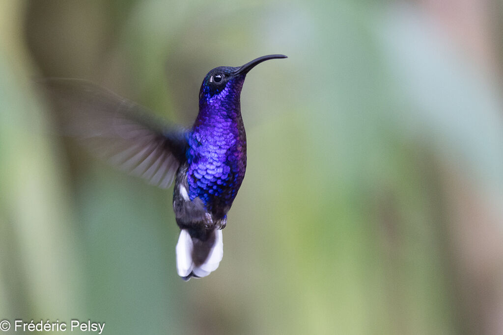 Campyloptère violet mâle, Vol