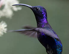 Violet Sabrewing