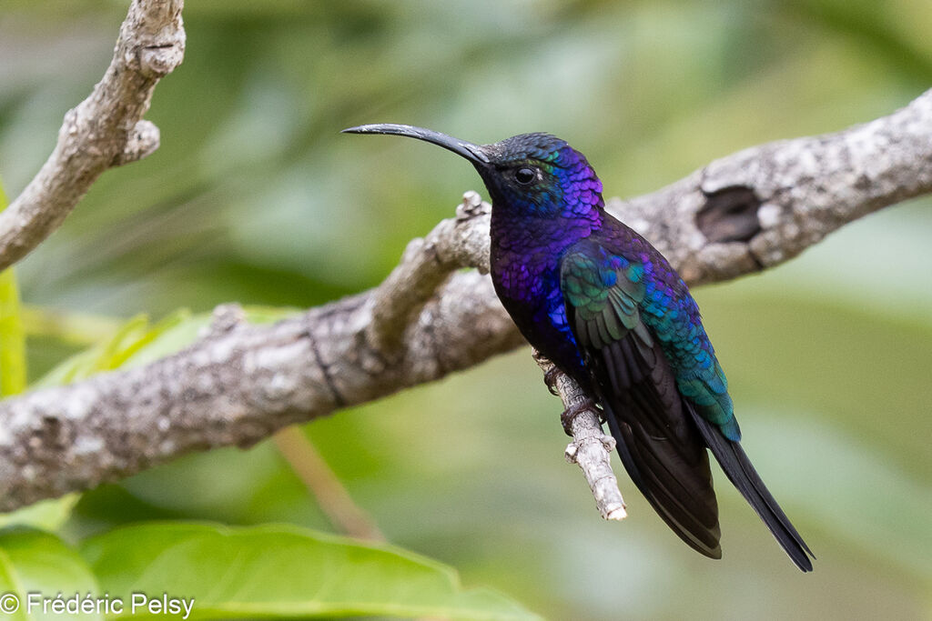 Campyloptère violet mâle