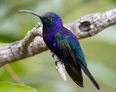 Violet Sabrewing