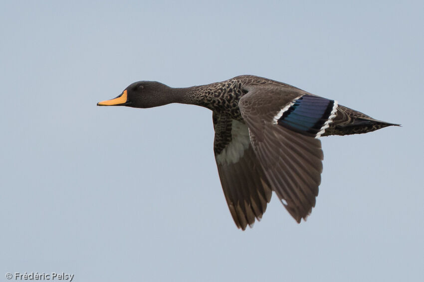 Canard à bec jaune