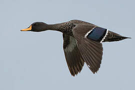 Yellow-billed Duck