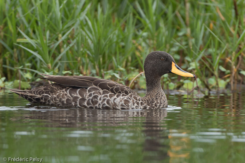 Canard à bec jaune